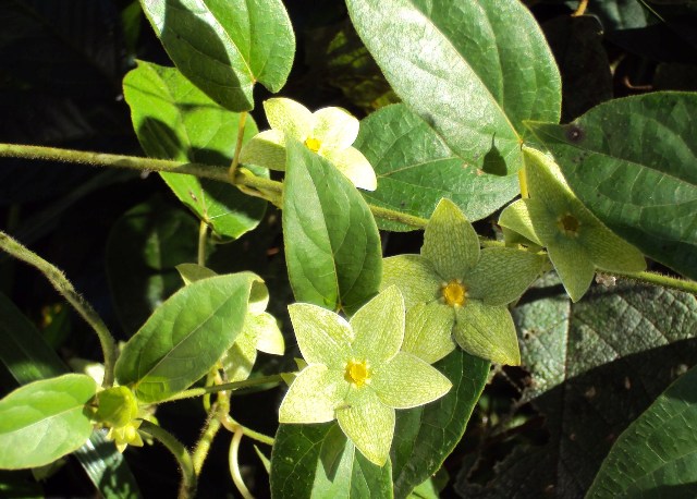 [Foto de planta, jardin, jardineria]