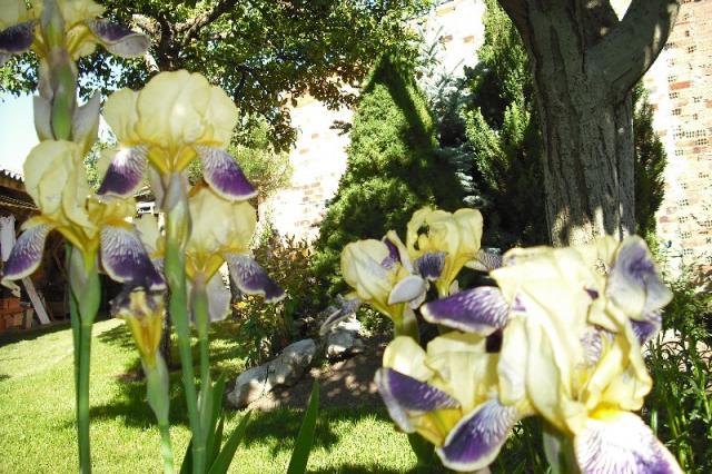 [Foto de planta, jardin, jardineria]