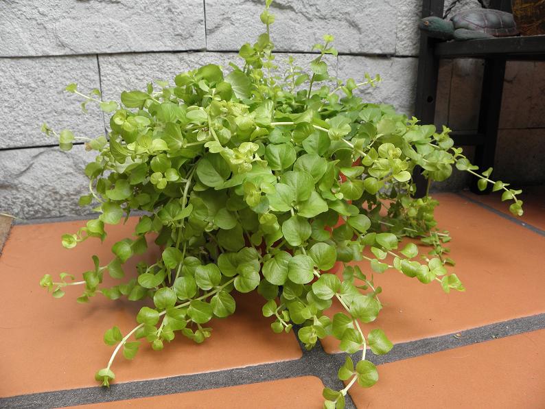 [Foto de planta, jardin, jardineria]
