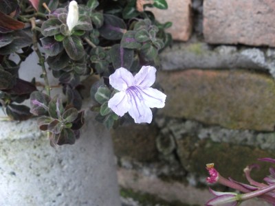 [Foto de planta, jardin, jardineria]