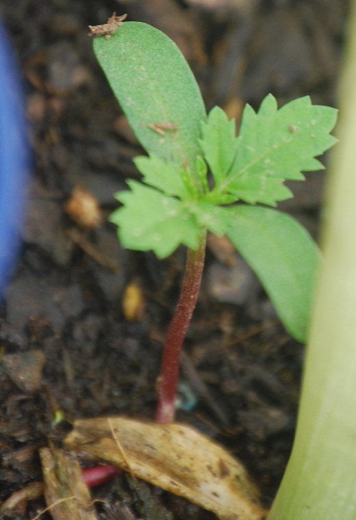 [Foto de planta, jardin, jardineria]