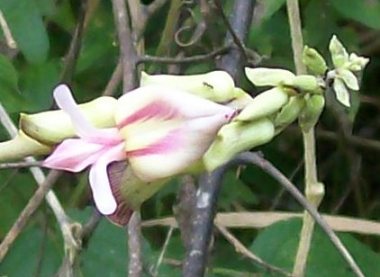 [Foto de planta, jardin, jardineria]