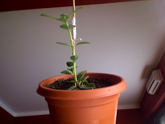 [Foto de planta, jardin, jardineria]