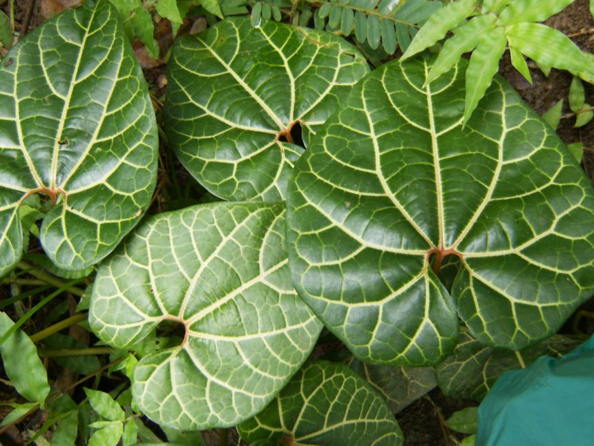 [Foto de planta, jardin, jardineria]