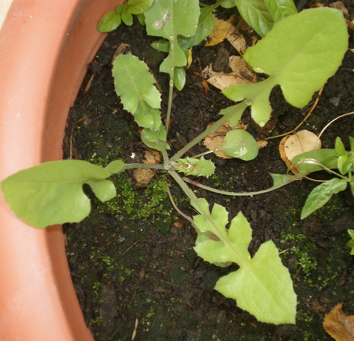 [Foto de planta, jardin, jardineria]