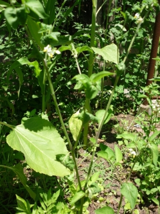 [Foto de planta, jardin, jardineria]