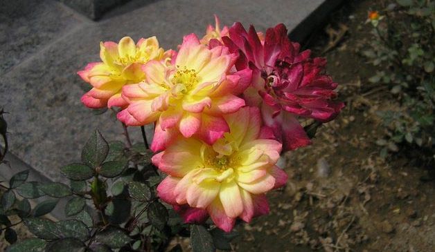 [Foto de planta, jardin, jardineria]
