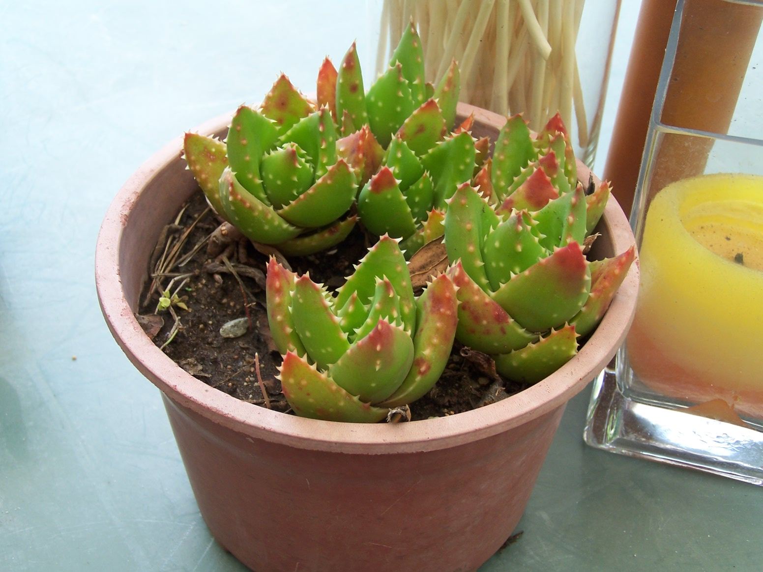 [Foto de planta, jardin, jardineria]