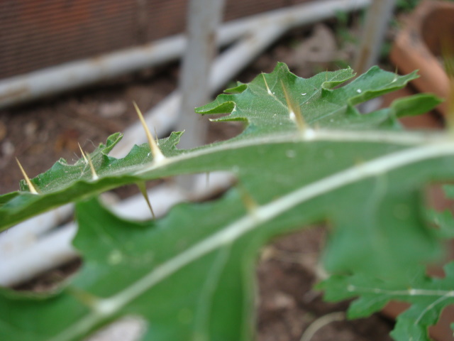 [Foto de planta, jardin, jardineria]