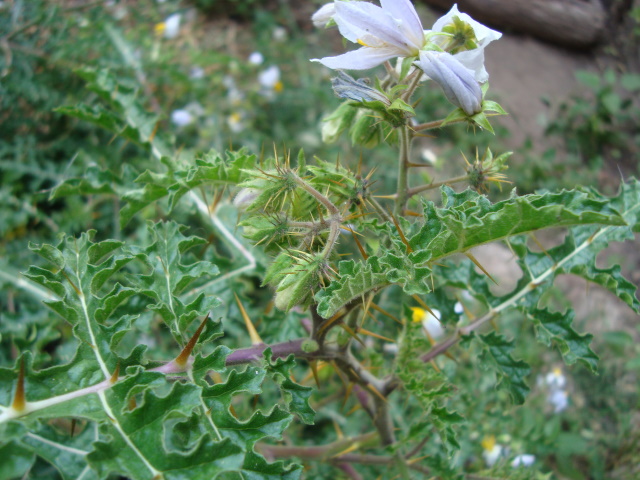 [Foto de planta, jardin, jardineria]