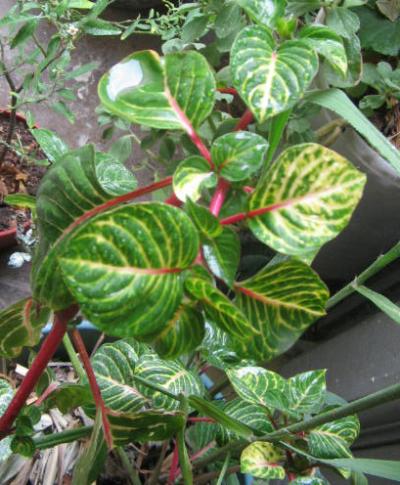[Foto de planta, jardin, jardineria]