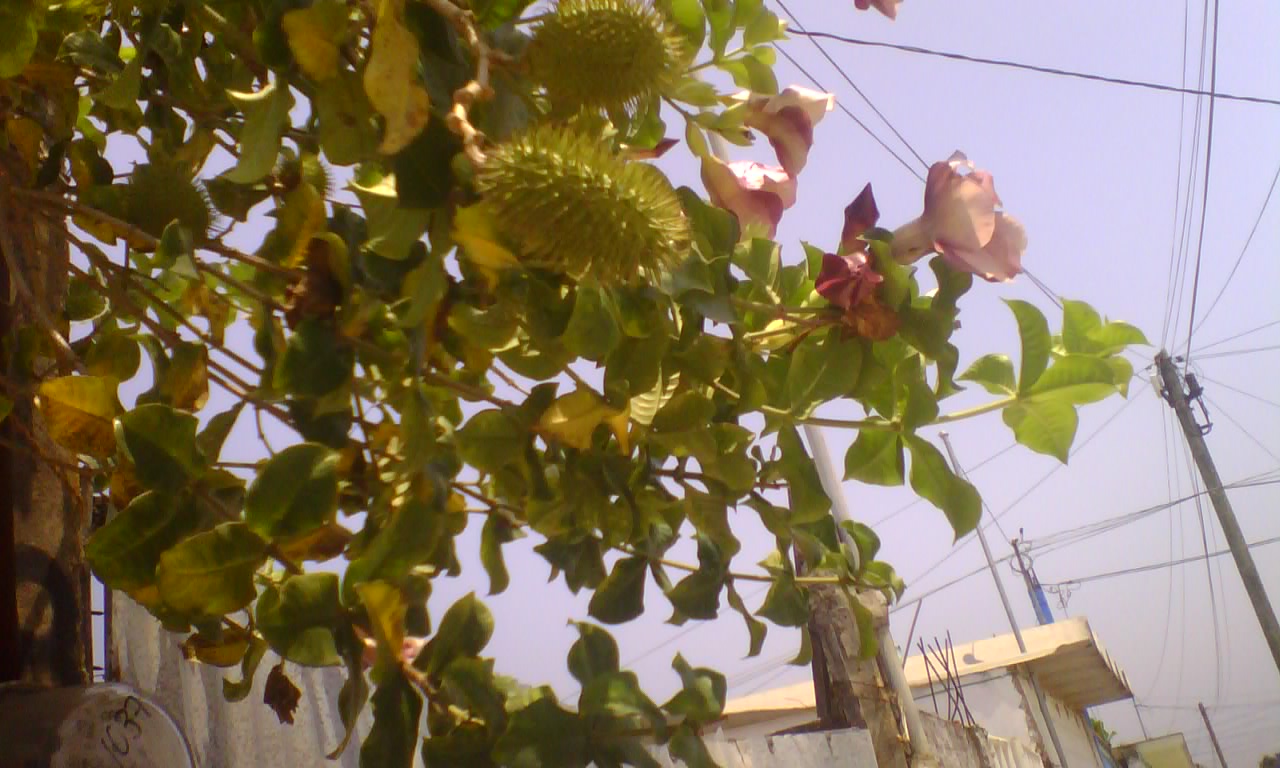 [Foto de planta, jardin, jardineria]