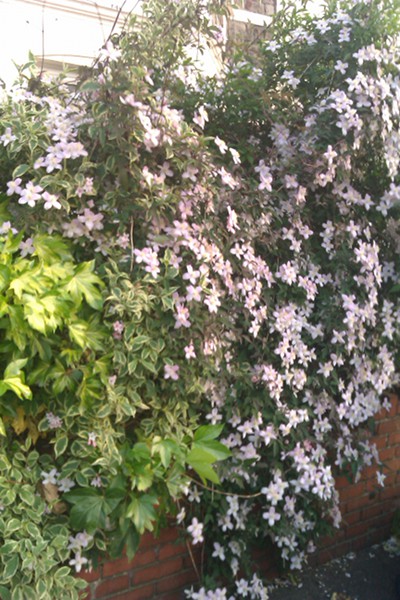 [Foto de planta, jardin, jardineria]