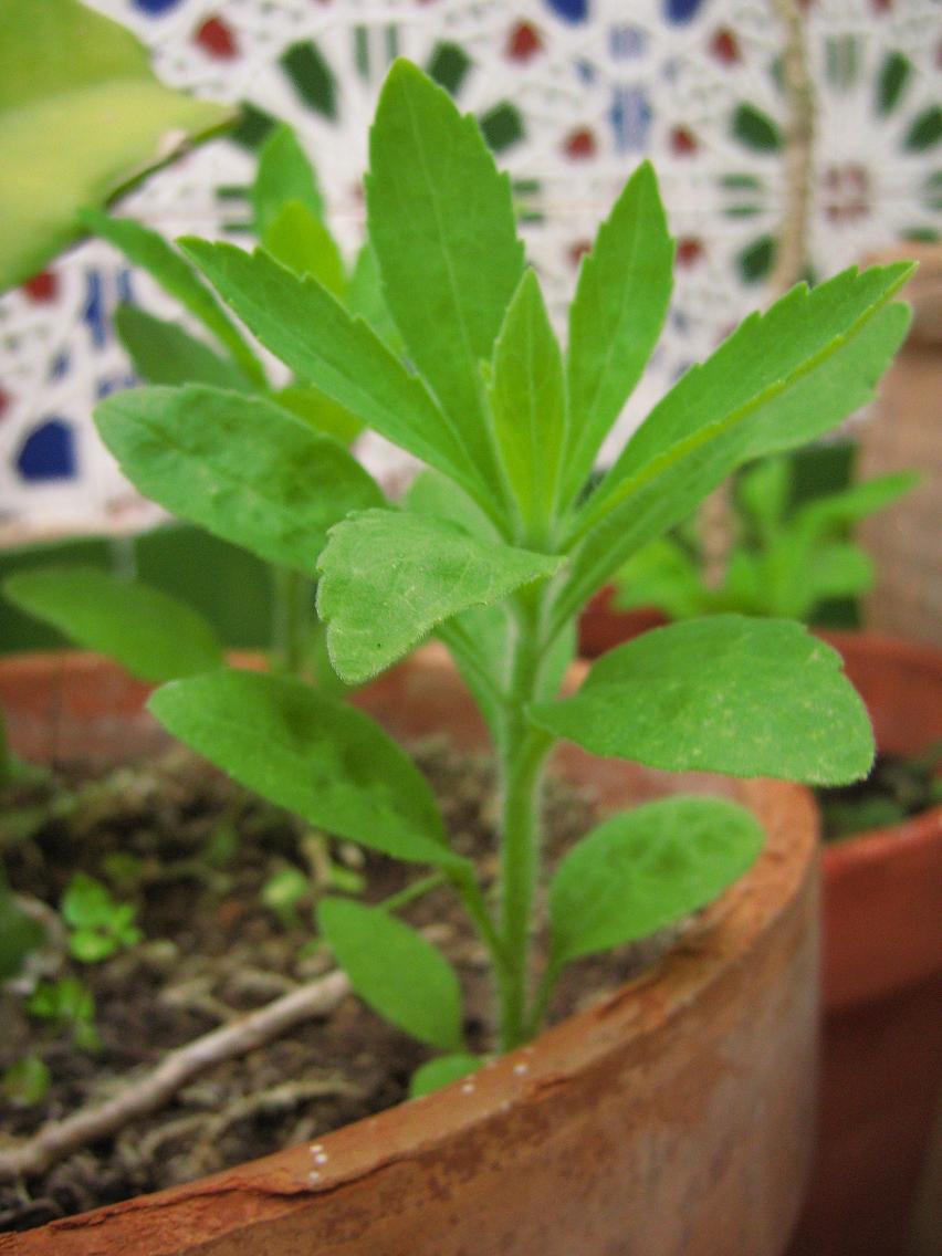 [Foto de planta, jardin, jardineria]