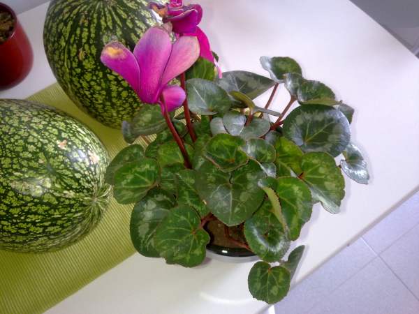 [Foto de planta, jardin, jardineria]