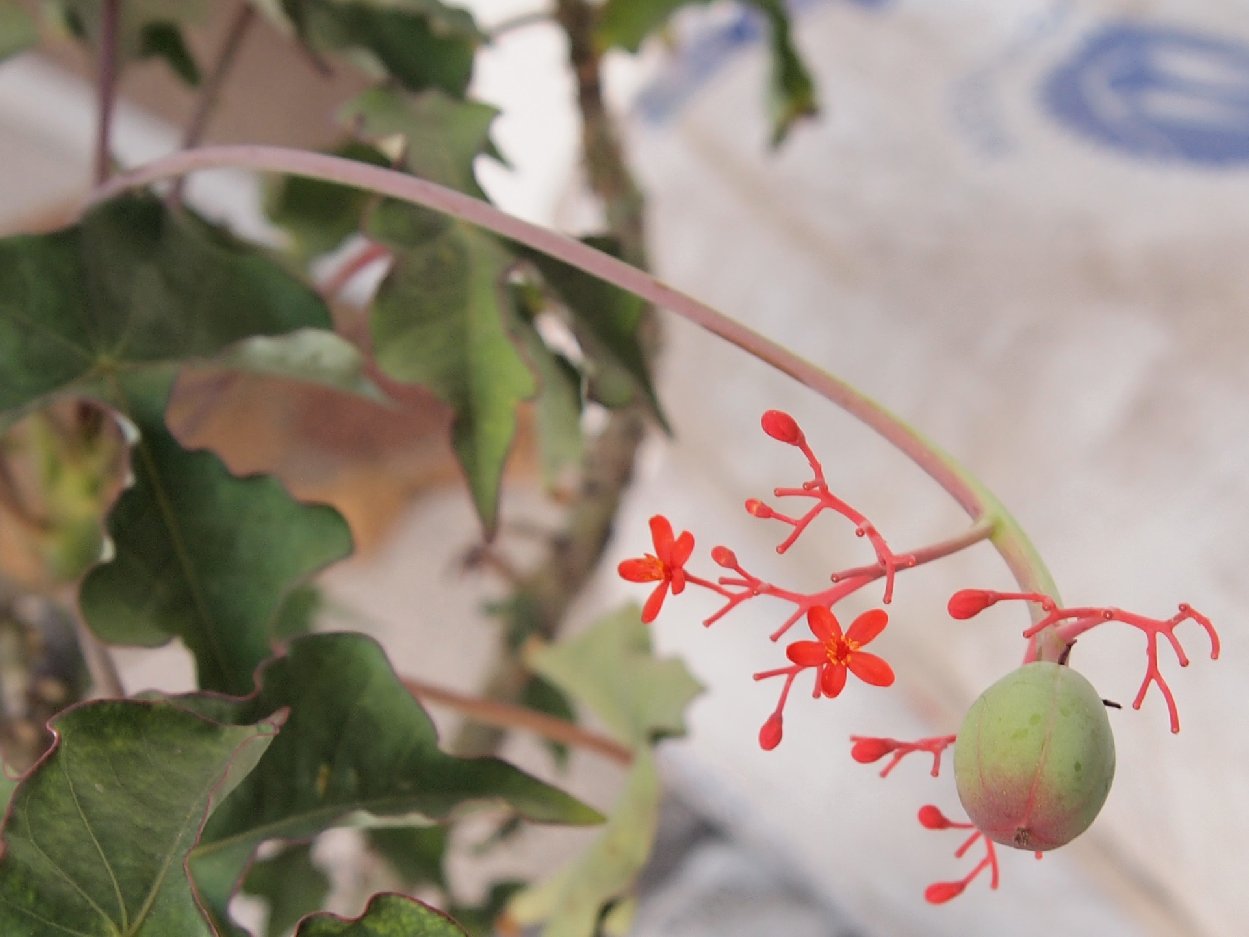 [Foto de planta, jardin, jardineria]