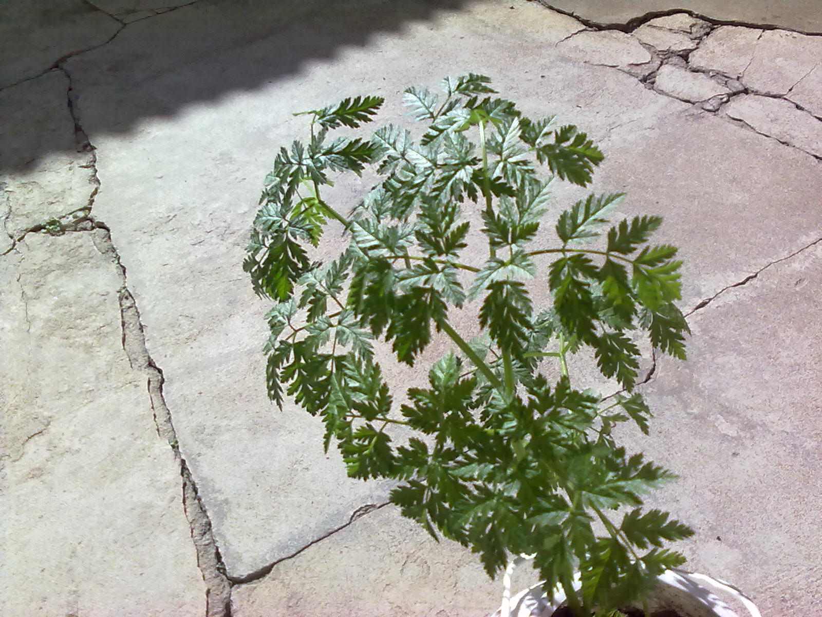 [Foto de planta, jardin, jardineria]