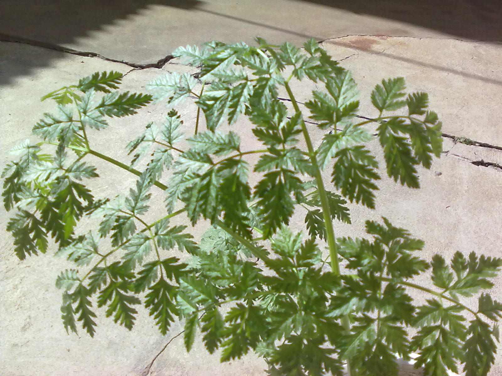 [Foto de planta, jardin, jardineria]