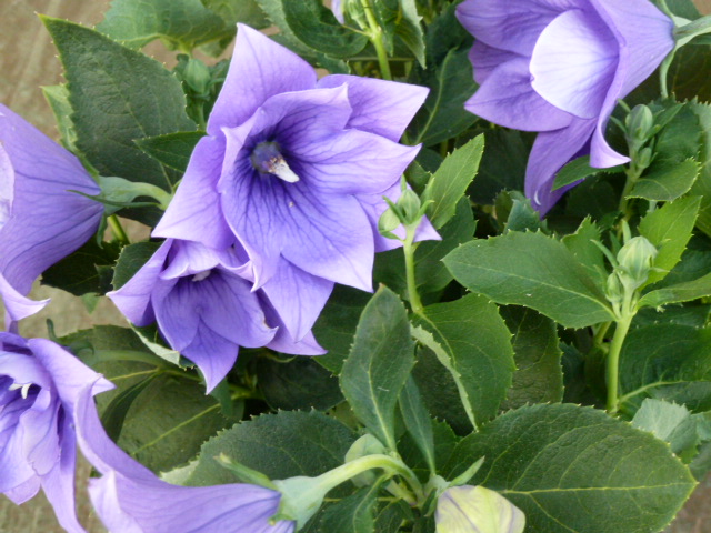 [Foto de planta, jardin, jardineria]