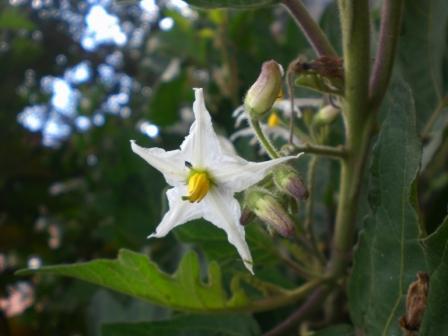 [Foto de planta, jardin, jardineria]