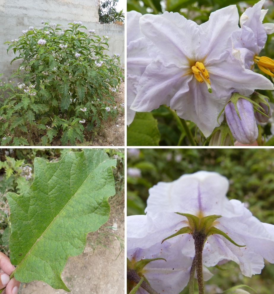 [Foto de planta, jardin, jardineria]