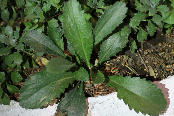 [Foto de planta, jardin, jardineria]