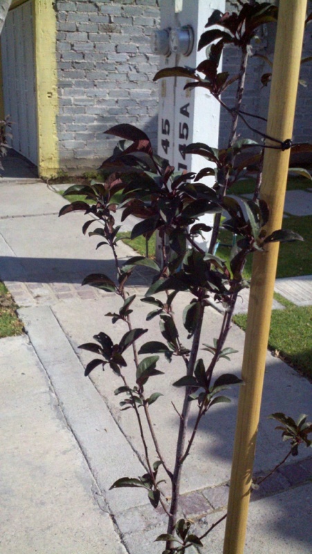[Foto de planta, jardin, jardineria]