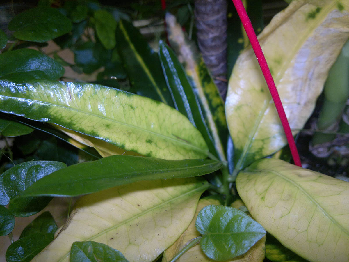 [Foto de planta, jardin, jardineria]