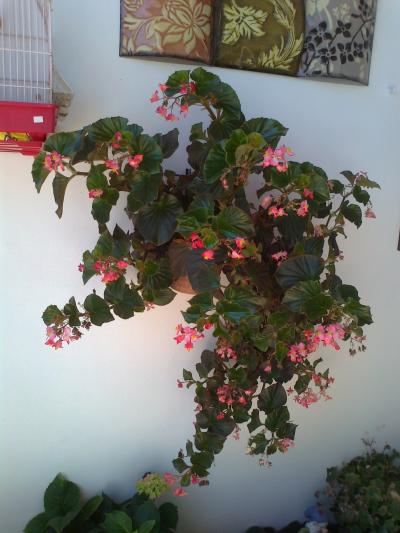 [Foto de planta, jardin, jardineria]