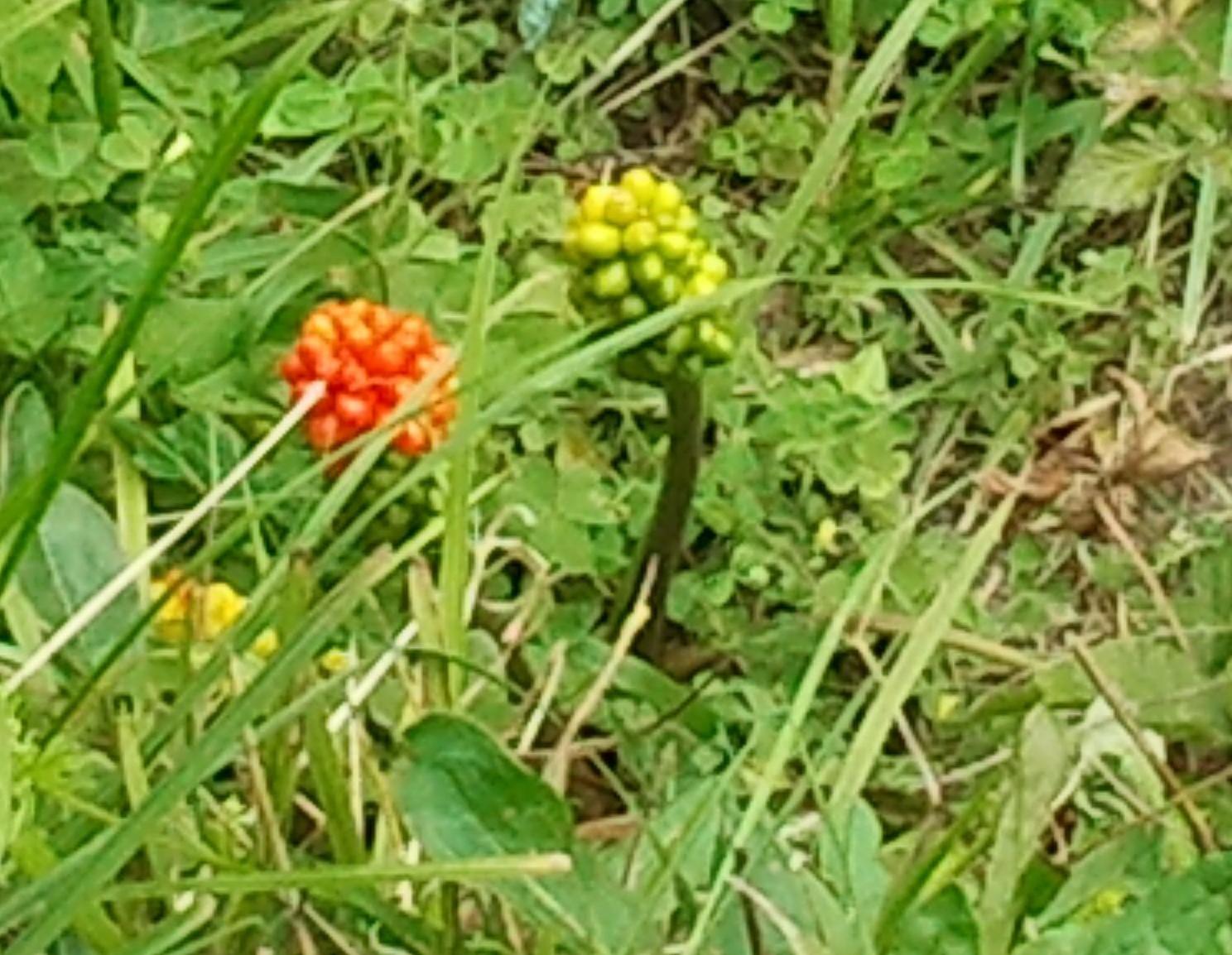 [Foto de planta, jardin, jardineria]