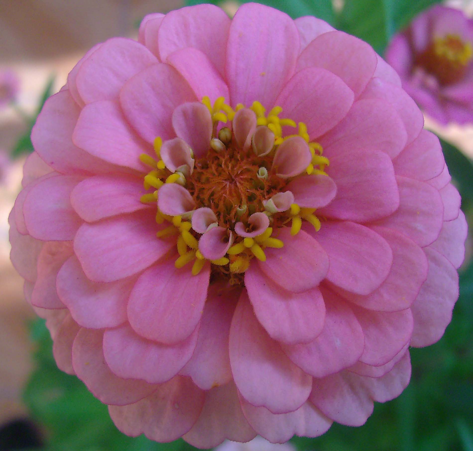 [Foto de planta, jardin, jardineria]