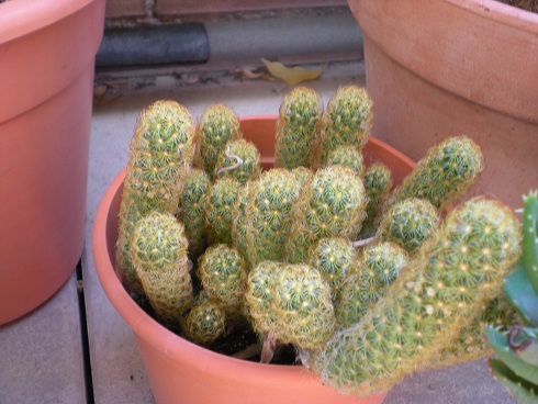 [Foto de planta, jardin, jardineria]