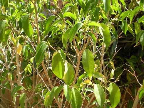 [Foto de planta, jardin, jardineria]