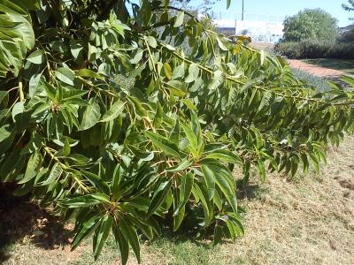 [Foto de planta, jardin, jardineria]