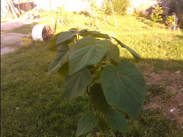 [Foto de planta, jardin, jardineria]