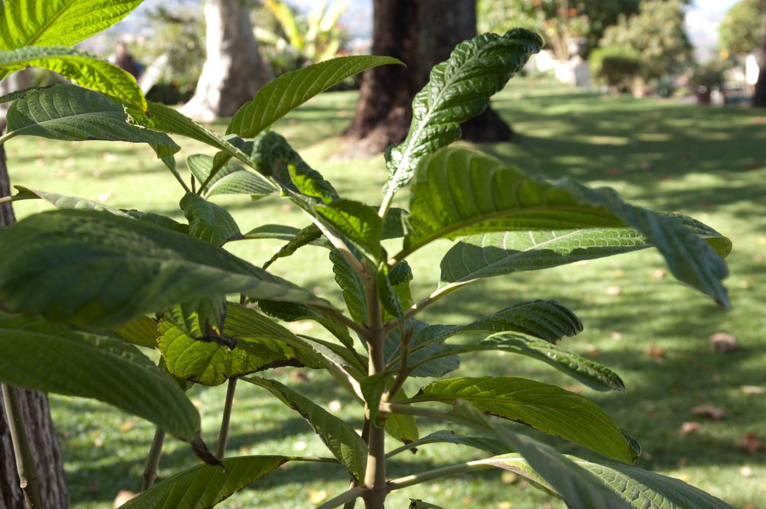 [Foto de planta, jardin, jardineria]