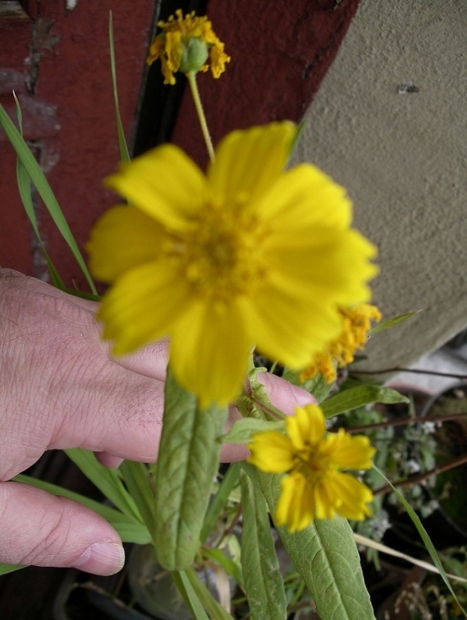 [Foto de planta, jardin, jardineria]