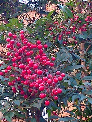 [Foto de planta, jardin, jardineria]