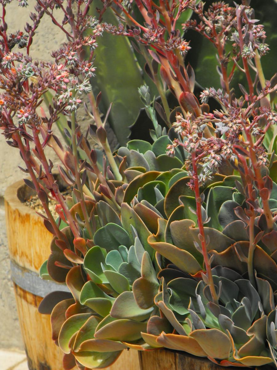 [Foto de planta, jardin, jardineria]