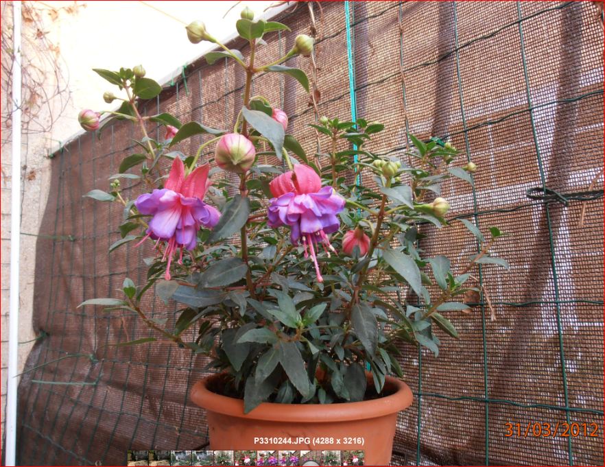 [Foto de planta, jardin, jardineria]