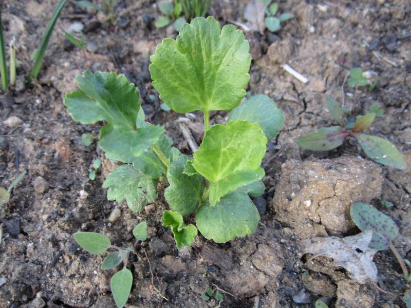 [Foto de planta, jardin, jardineria]