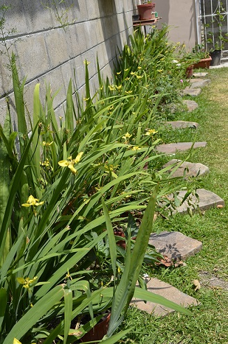 [Foto de planta, jardin, jardineria]