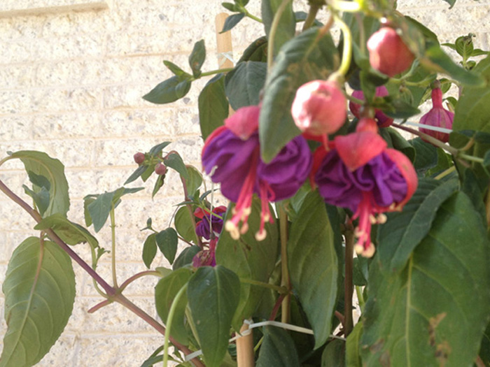 [Foto de planta, jardin, jardineria]