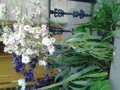 [Foto de planta, jardin, jardineria]