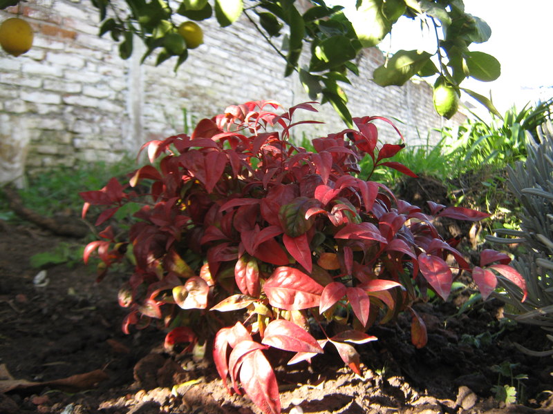 [Foto de planta, jardin, jardineria]