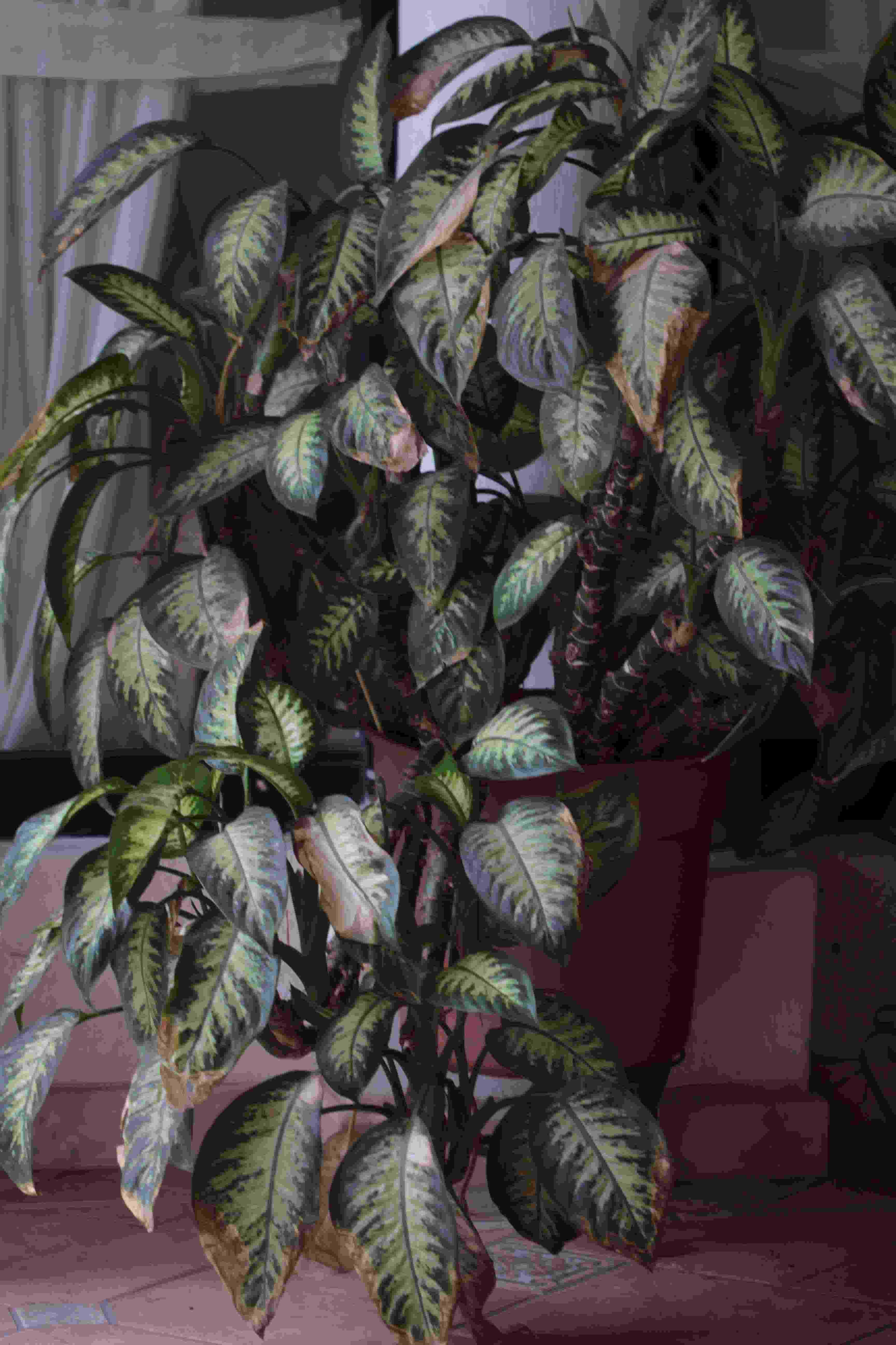 [Foto de planta, jardin, jardineria]
