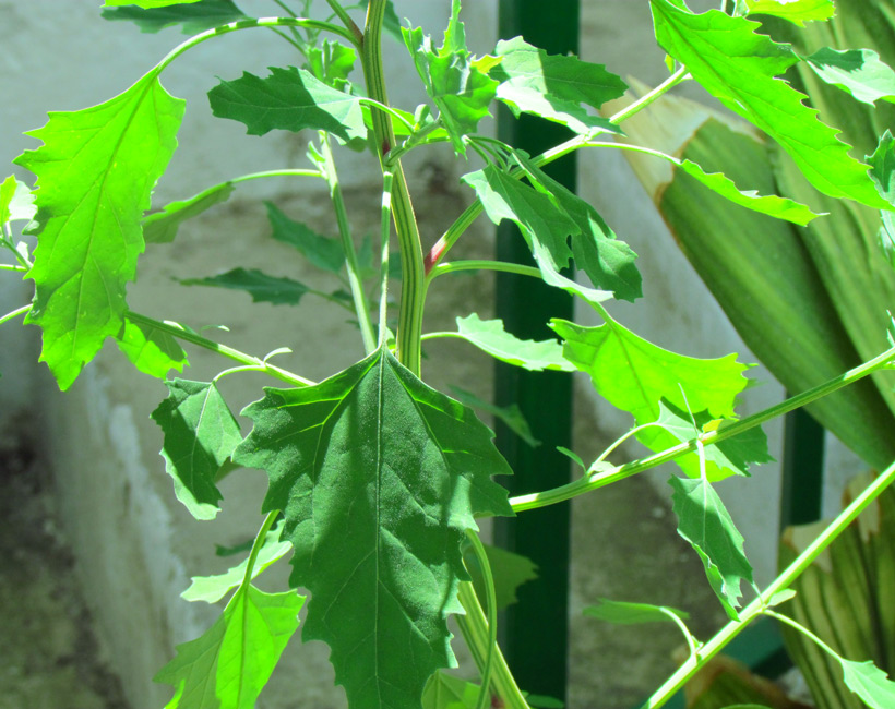 [Foto de planta, jardin, jardineria]