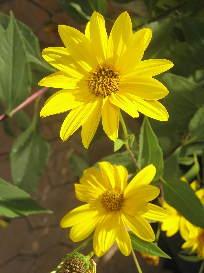 [Foto de planta, jardin, jardineria]