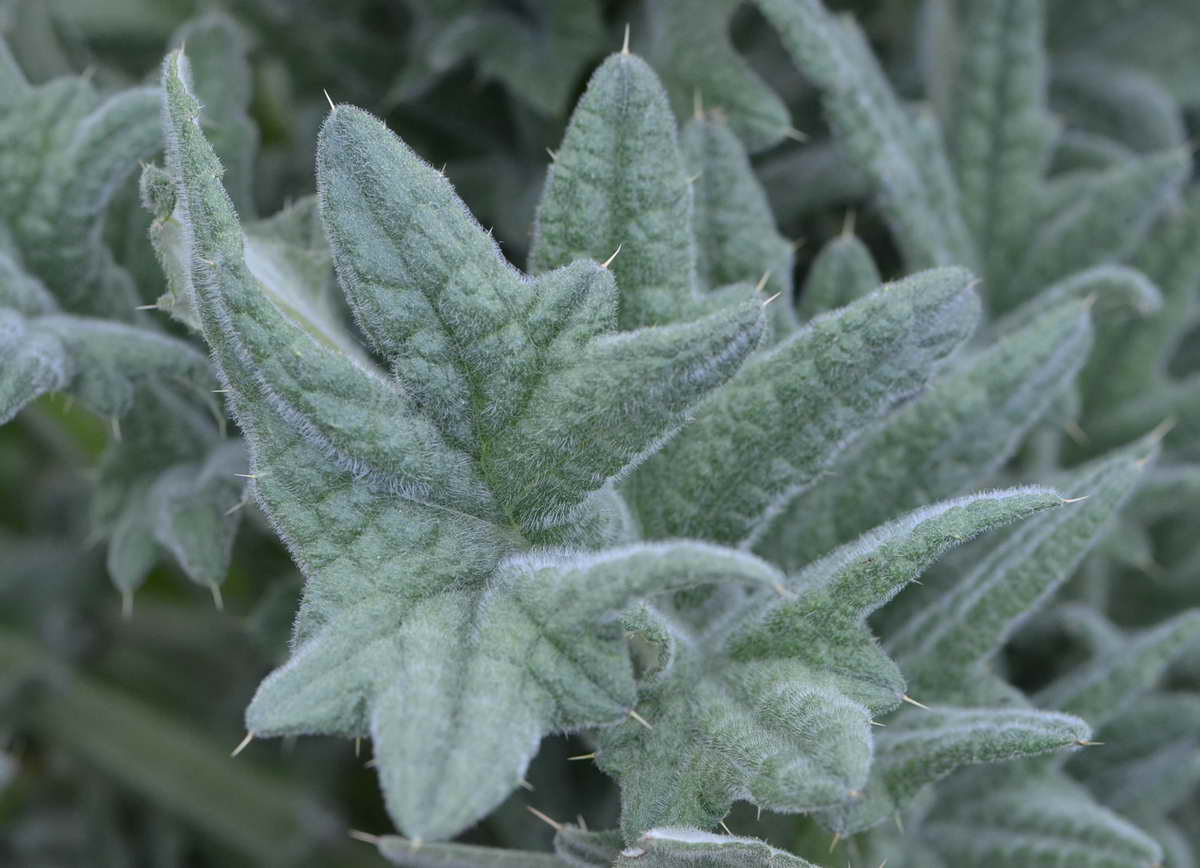 [Foto de planta, jardin, jardineria]