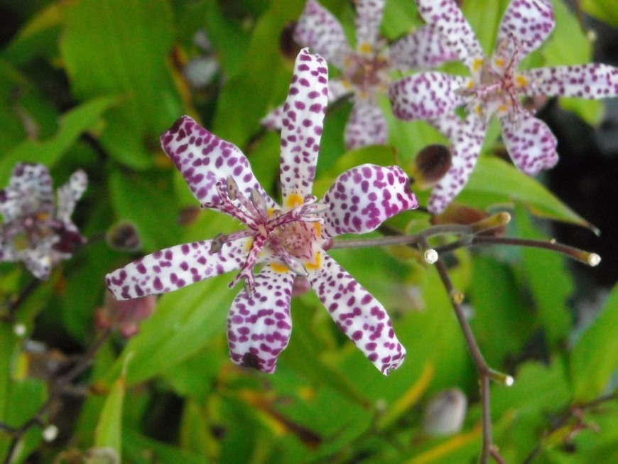 [Foto de planta, jardin, jardineria]